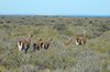 De eerste guanaco's