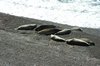 Zeehonden op weg naar Punta Nord