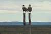 Prachtige roofvogels