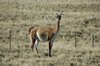 Alweer die guanaco's