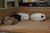 Zwerfhonden zoeken warmte