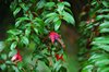 Wilde fuchsia's