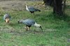 Vogels op de camping in Bariloche