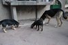 ......idem voor de honden