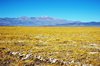 De hoogvlakte (altiplano)