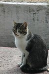 Onze huisvriend op de camping