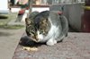 Onze huisvriend op de camping