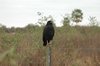 Roofvogel in NP Chaco