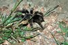 Tarantula vogelspin
