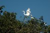 Witte reiger