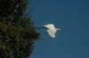 Witte reiger