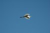 Witte reiger