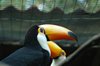 Toekan (Vogelpark)