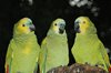 Even roddelen (Vogelpark)