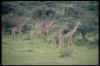 2_Giraffen_vlakbij_Ndutu_(Serengeti_National_Park).jpg (69888 bytes)